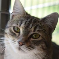 RUBY-hübsche,menschen bezogene Jungkatze, Katze zur Adoption