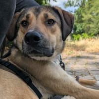 freundliche Nena sucht Familie, Hündin zur Adoption