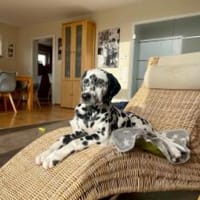Uno sucht neues Zuhause/Pflegestelle, Hund zur Adoption