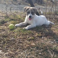 Kendi sucht ein Zuhause- Tierschutz, Hündin zur Adoption