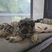 Mayana sucht ein Zuhause, Hündin zur Adoption