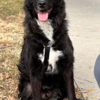 ELVIS träumt von eigenem Familienleben, Hund zur Adoption
