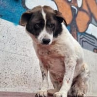 Maja gibt die Hoffnung nicht auf, Hündin zur Adoption