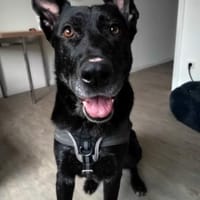 Treue Torxa, Hündin zur Adoption