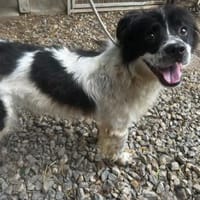 Lulu sucht ein gutes Zuhause!, Hündin zur Adoption