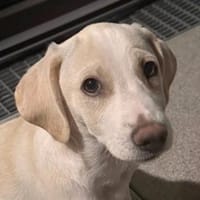 Rusty, geb. 03/3025,40789 Monheim a. R., Hund zur Adoption