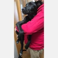 Omega - süßer Jungspund sucht Zuhause, Hund zur Adoption