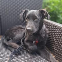 Freundlicher Marley sucht seine Familie, Hund zur Adoption