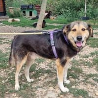 Bimbo ist ein Sonnenschein, Hund zur Adoption