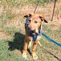 Kaylo - Auf der Suche nach Geborgenheit, Hund zur Adoption