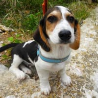 GIZMO, Hund zur Adoption