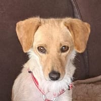 Mila, geb. ca. 06/2023, 53940 Hellenthal, Hündin zur Adoption