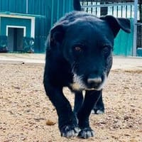 Dieses Gute-Laune-Paket ist Akira, Hund zur Adoption
