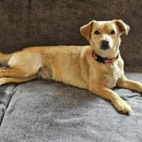 Saya eine Mädchen zum verlieben, Hündin zur Adoption
