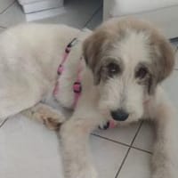 Erobert Smutje dein Herz?, Hund zur Adoption