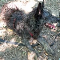 Hänno - das Zottelchen, Hund zur Adoption