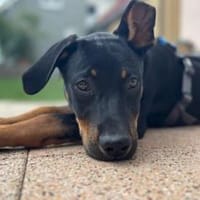 Wer schenkt dem schönen Aston sein Herz?, Hund zur Adoption