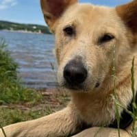 Zuhause für Tove gesucht, Hündin zur Adoption