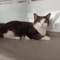 CALINE, chatte à adopter