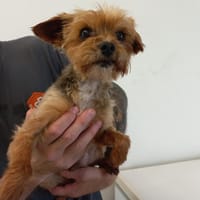 Moustic, chien à adopter