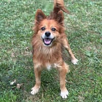 Fox CAA13805, chien à adopter