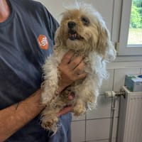 Naya, chienne à adopter