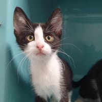 WINNIE CHA, chatte à adopter