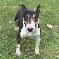 Reine CAA13787, chienne à adopter