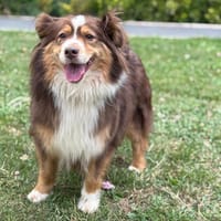 Phoebe CAA13792, chienne à adopter