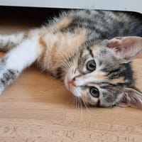 KELLY, chatte à adopter