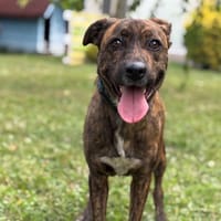 Milo CAA13804, chien à adopter