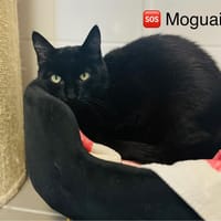 Moguai, chatte à adopter