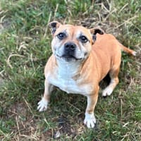 Oly CAA13784, chienne à adopter