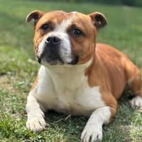 Teddy CAA13782, chien à adopter