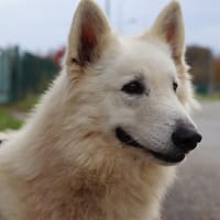 Noky, chien à adopter