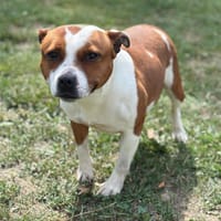 Texy CAA13781, chienne à adopter