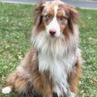 Tao CAA13789, chien à adopter