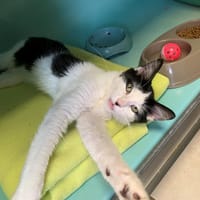 Miko [Chaton], chat à adopter