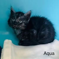 AQUA, chatte à adopter