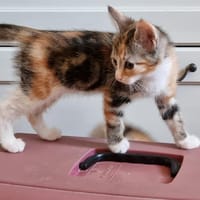 LINDA, chatte à adopter