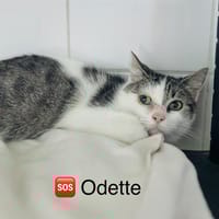 ODETTE, chatte à adopter