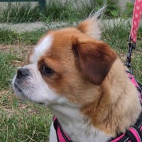 MASA, chienne à adopter