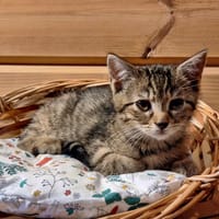 PRECIEUSE, chatte à adopter