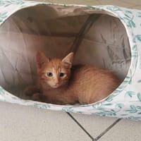Yoko, chat à adopter