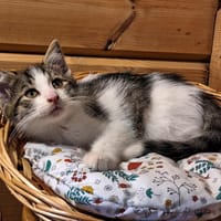 BOB, chat à adopter