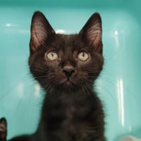 NOUGAT, chat à adopter
