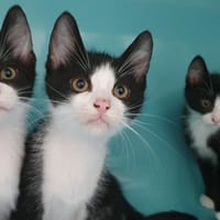 SHIKAMURU CHA, chat à adopter