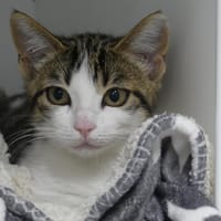 NADJA, chatte à adopter