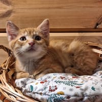 BEN, chat à adopter
