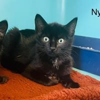 Nyra, chatte à adopter